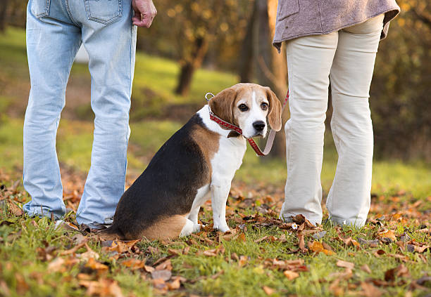istock Beagle sitting between two people outdoors 460428415