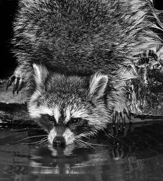 istock racoon from north america 460429985