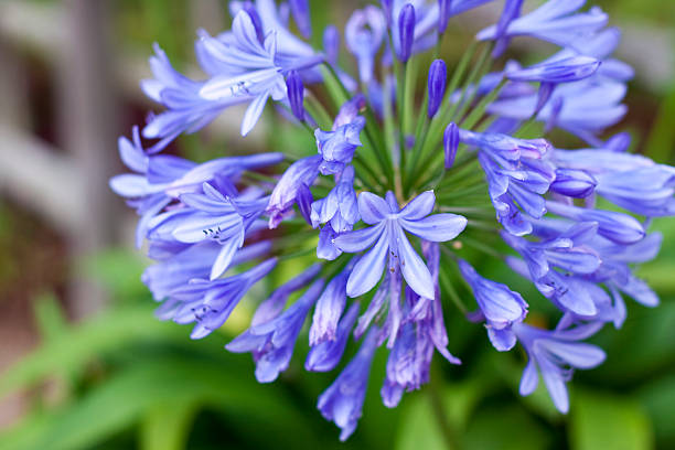 African Lily stock photo
