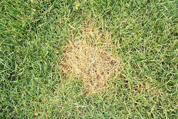 istock A small patch of dead grass from above 460432951