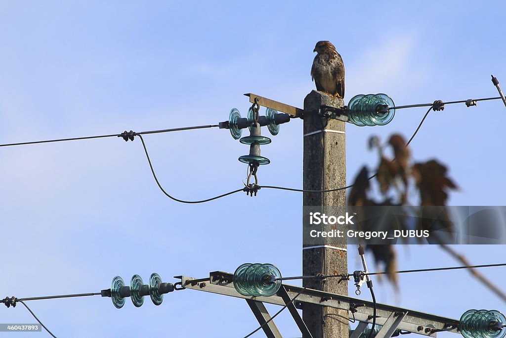 鳥、送電鉄塔 - 送電線のロイヤリティフリーストックフォト