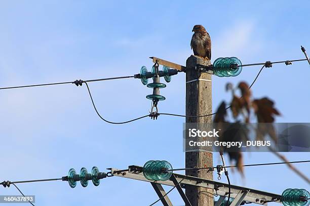 鳥送電鉄塔 - 送電線のストックフォトや画像を多数ご用意 - 送電線, 電気, クロウタドリ