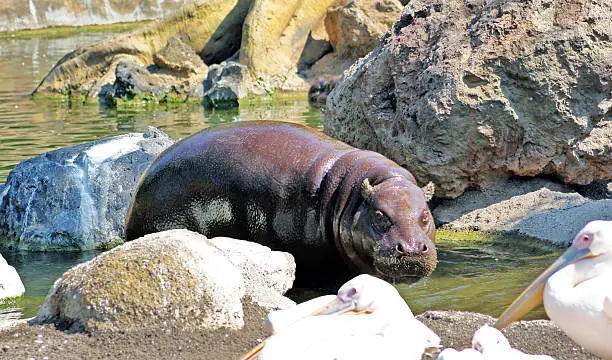 Photo of Pygmy Hippopotamus