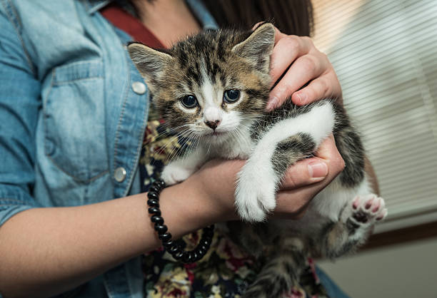 istock Person holding pet baby cat 460447409