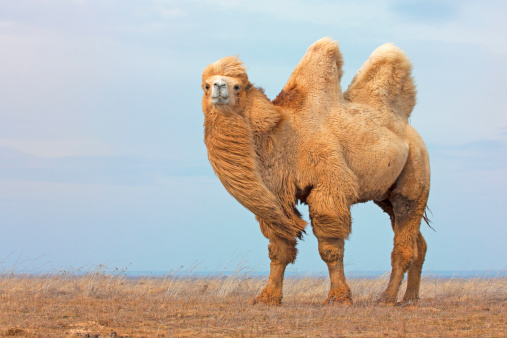 White bactrian camel in wild nature.