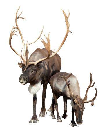 Two  caribou.  Isolated over white
