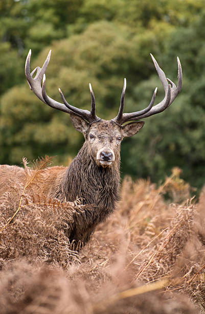 istock Red deer stag during rutting season in Autumn 460453867