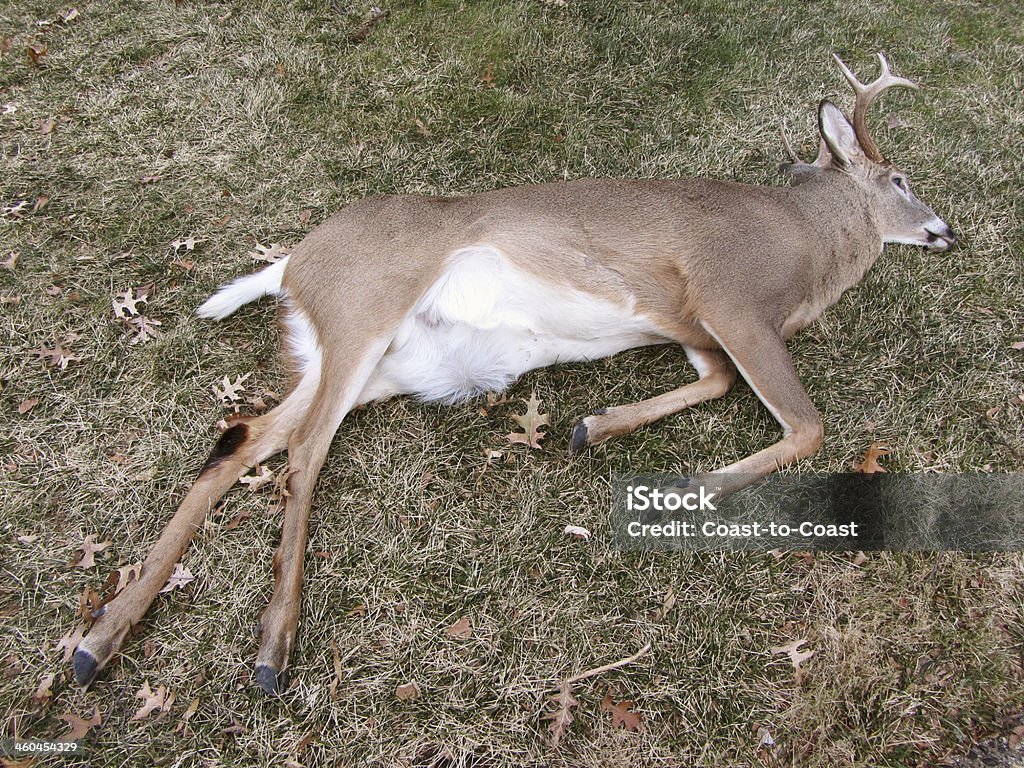 Successful Hunting Photo of dead white tail deer.  This one is actually road kill but would make a good kill for a hunter.  It is a male deer with horns. Dead Stock Photo