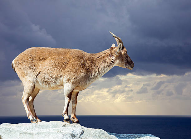 wild moutons sur rock - paridigitate mammals photos et images de collection