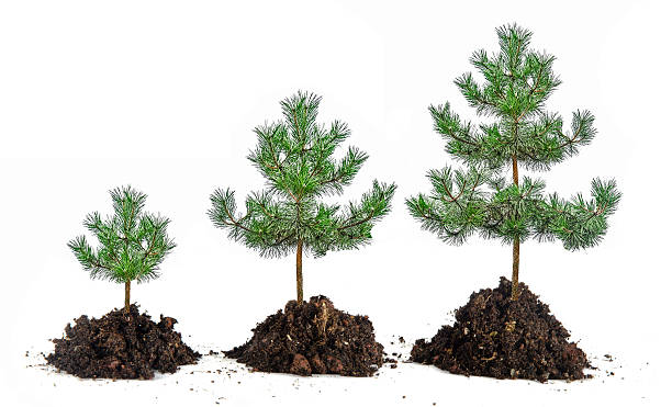 istock Growth of pines 460454937