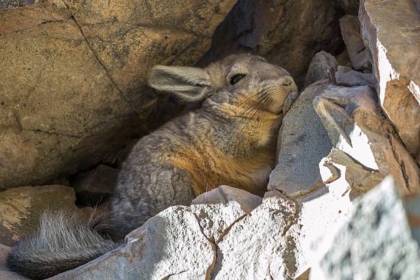 istock Wild chinchilla hiding in a crack 460454977