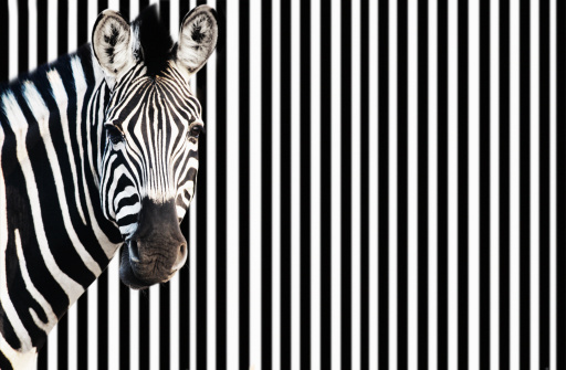 Zebra against background of black and white stripes