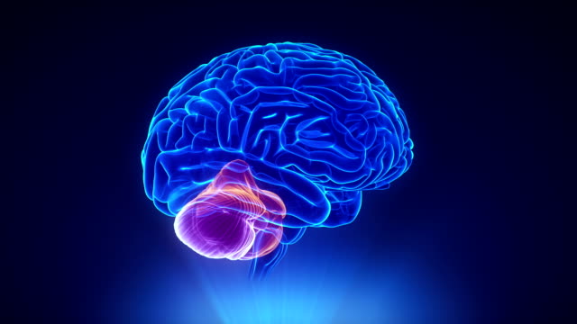 Right cerebellum in loop brain concept