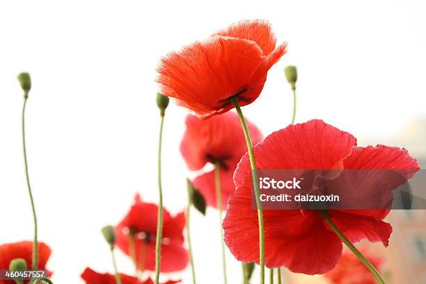 Poppies Stock Photo - Download Image Now - Agricultural Field, Agriculture, Backgrounds