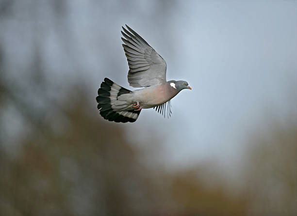 istock Wood pigeon, Columba palumbus 460470071