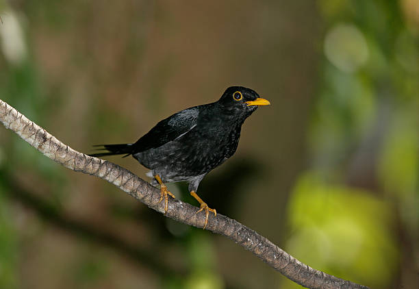 istock Yellow-legged thrush, Platycichla flavipes 460473043