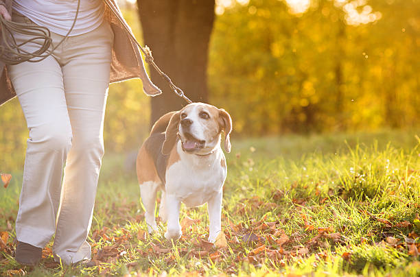 istock Dog being walked in a grassy park 460479127