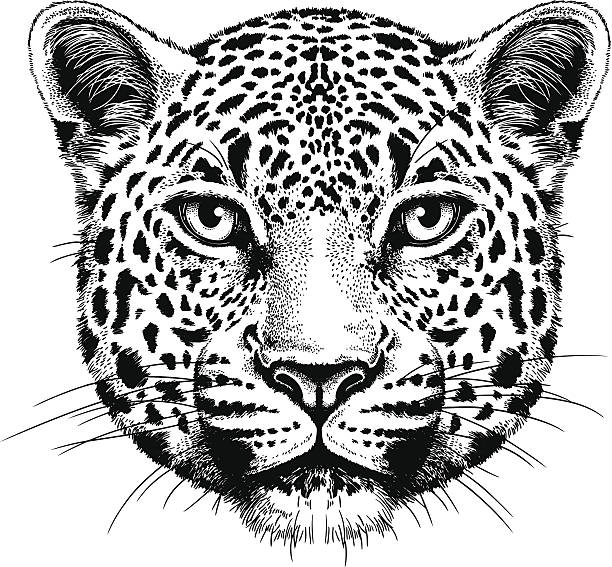 Leopard Portrait Black and white vector sketch of a leopard's face jaguar stock illustrations