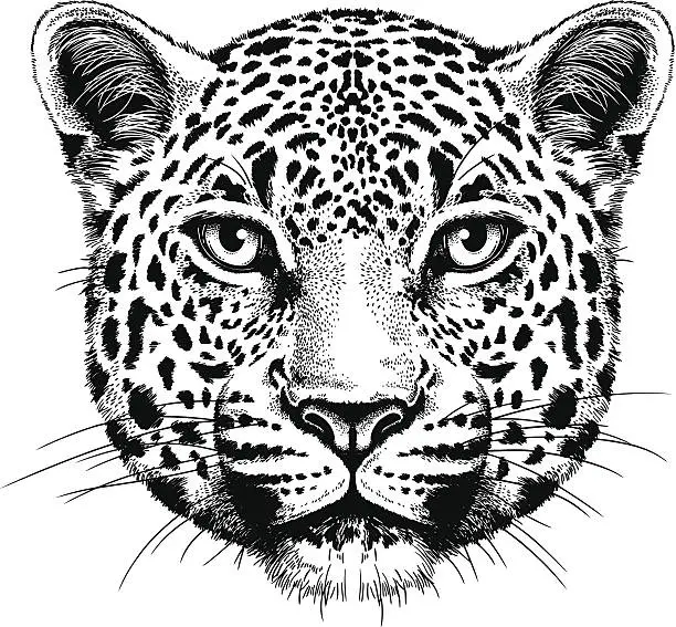 Vector illustration of Leopard Portrait