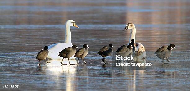 Photo libre de droit de Désactiver Cygnes Et Coots Ensemble Sur Glace banque d'images et plus d'images libres de droit de Adulte - Adulte, Blanc, Bleu