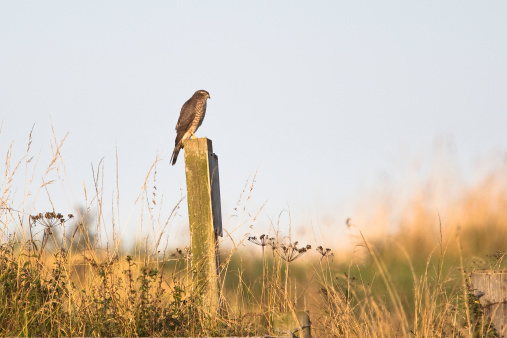 Eurasian Sparrowhawk (Accipiter nisus) perched on a wooden post amongst a dry autumnal grassland and a clear blue sky