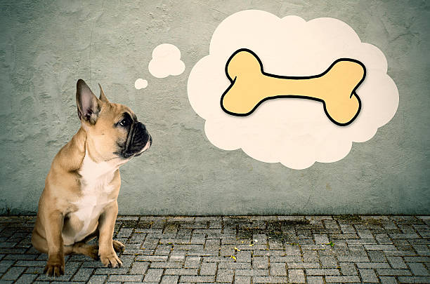 French bulldog thinks of a bone stock photo