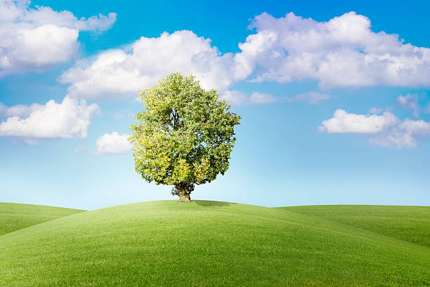 tree on green meadow before blue sky stock photo