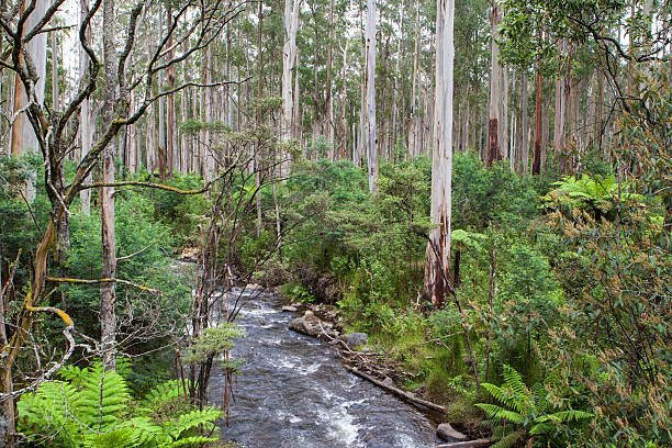 istock Watts Creek in the Black Spur 460487755