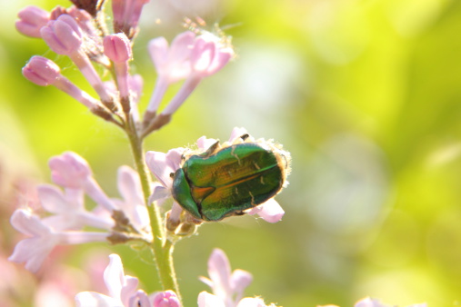 Chafer sitting on a branch of lilac in the summer garden. Rural.