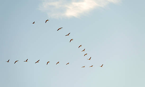istock Wild geese flying in the sky at fall 460489651