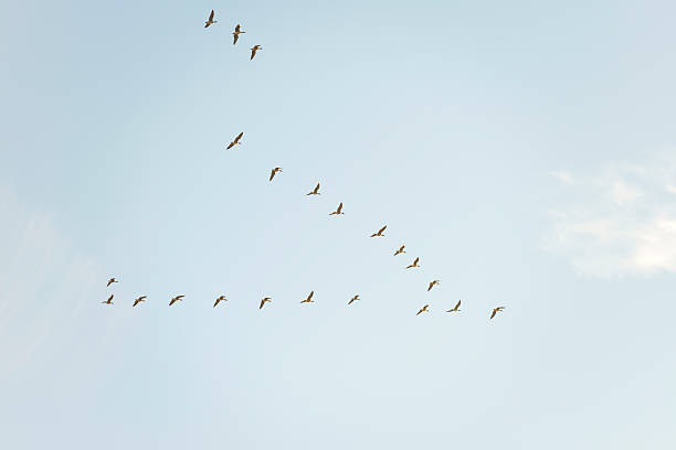 istock Wild geese flying in the sky at fall 460489741