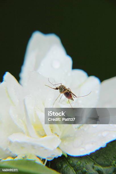 Mosquito Jasmine Stock Photo - Download Image Now - Aedes Mosquito, Animal, Animal Body Part