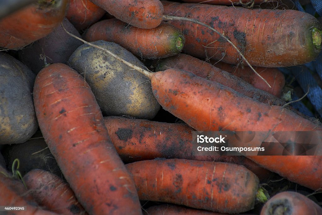 Organic carrot and potato fresh from the garden with ground Organic Root Vegetables- carrot and potato- fresh from the garden with ground Agriculture Stock Photo