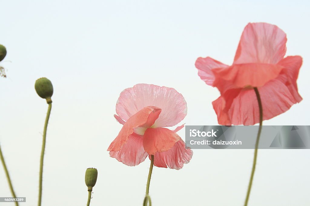 Poppies - Lizenzfrei Agrarbetrieb Stock-Foto