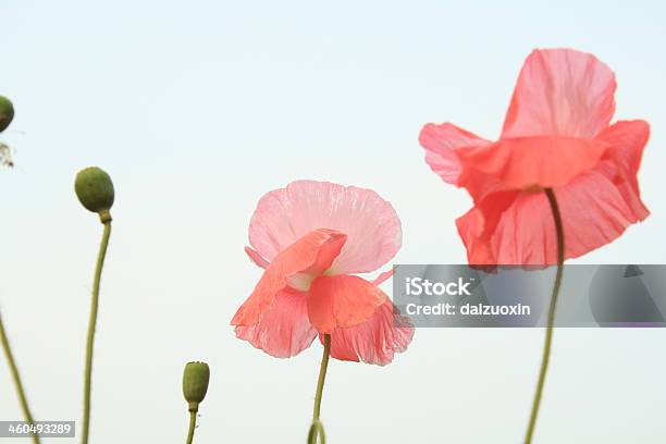 Poppies — стоковые фотографии и другие картинки Без людей - Без людей, Весна, Время года