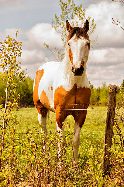 cheval pinto dans une prairie - splotched photos et images de collection