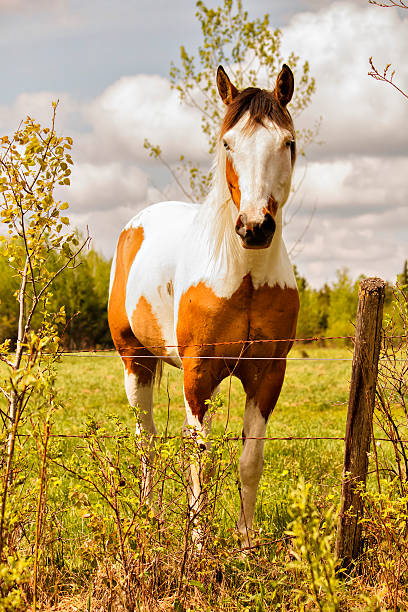 paint horse in un prato - splotched foto e immagini stock