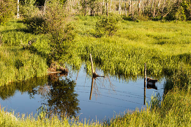 istock Green grass surrounding a pond 460493341