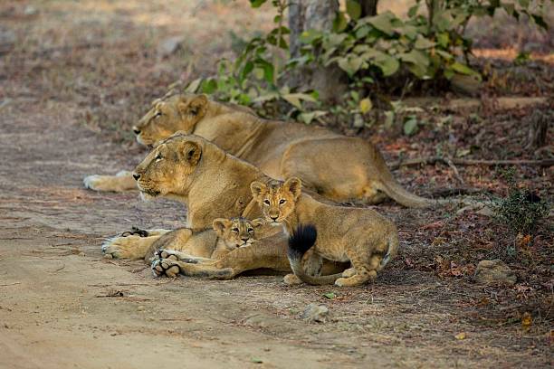 Asiatic Lion Pride Small pride of Asiatic Lions gir forest national park stock pictures, royalty-free photos & images