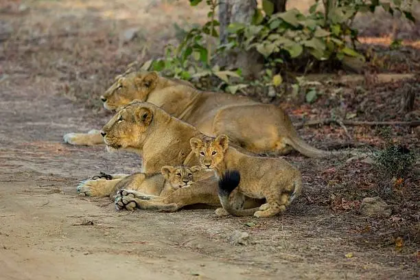 Small pride of Asiatic Lions