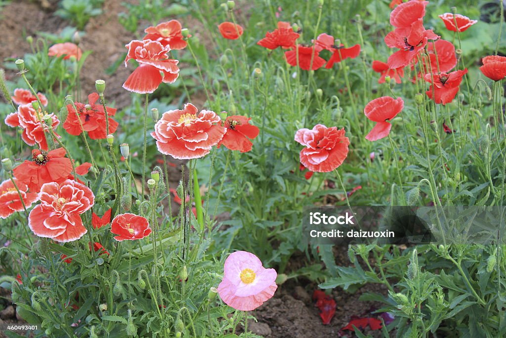 Poppies - Foto de stock de Agricultura royalty-free