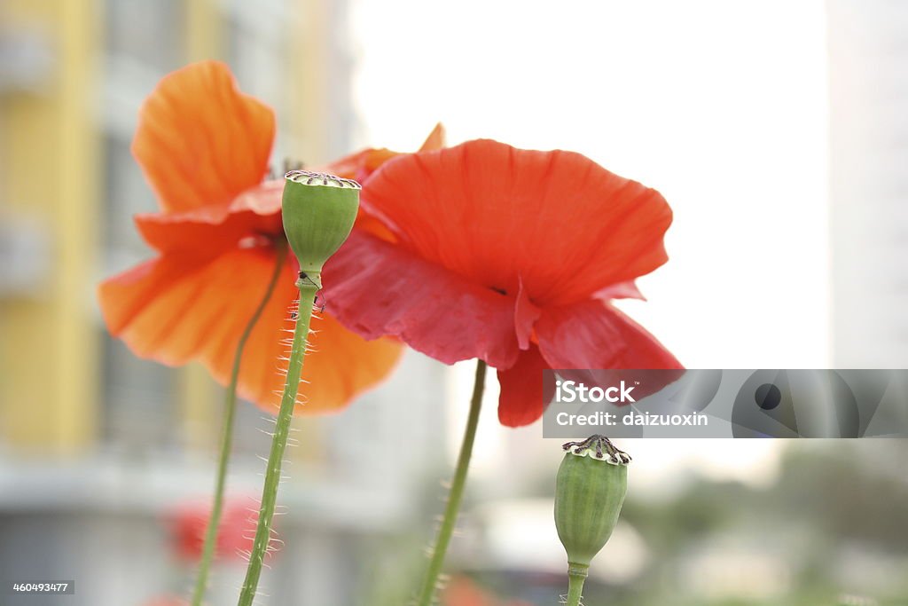 Poppies - Foto de stock de Agricultura royalty-free