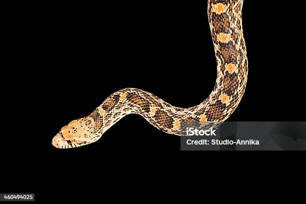 Snake Isolated On Black Stock Photo - Download Image Now - Adult, Animal, Animal Scale