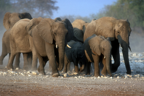 African elephants (Loxodonta Africana) in Hwange National Park
