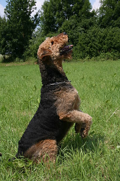 airedale-terrier - aredale stock-fotos und bilder