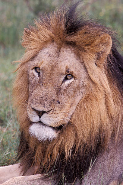 istock African lion, Panthera leo 460499315