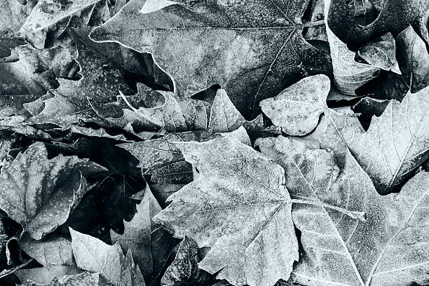 istock Dry leaves in winter 460500679