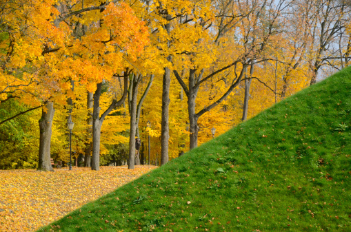 Colorful autumn in park with green grass and yellow foliage