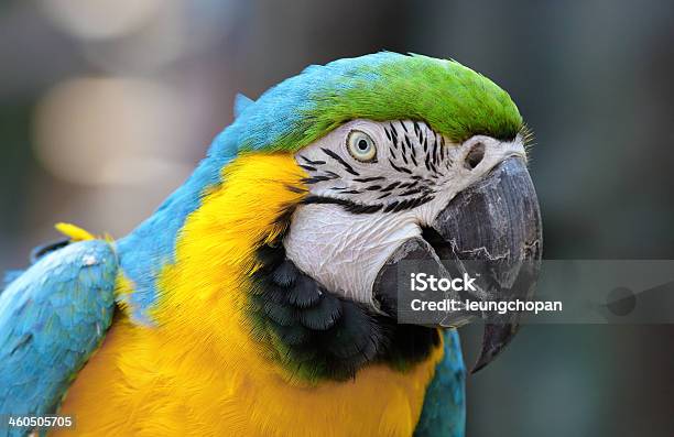 Macaw Bird Stock Photo - Download Image Now - Animal, Animal Body Part, Animal Eye