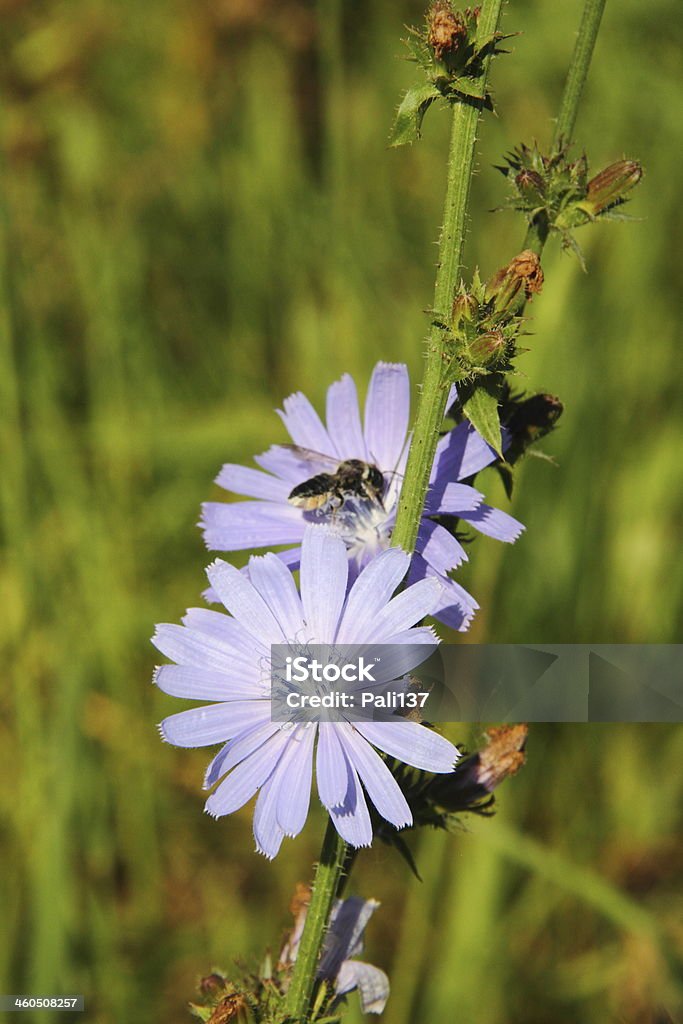 Chicory. Flower. Blossoming chicory in the summer field. Agricultural Field Stock Photo